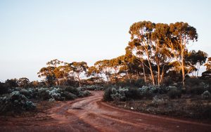 outback australia a dirt road surrounded by trees and plants
