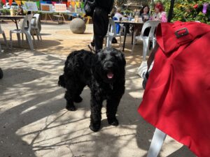 an image of a black dog, standing outside